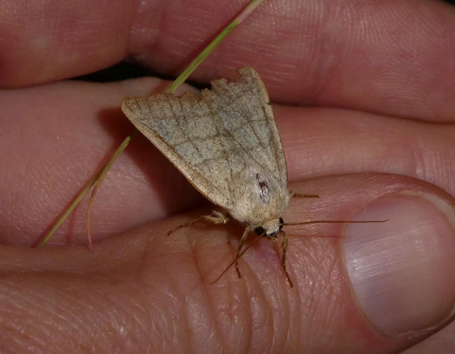Charanyca trigrammica - háromsávos lombbagoly