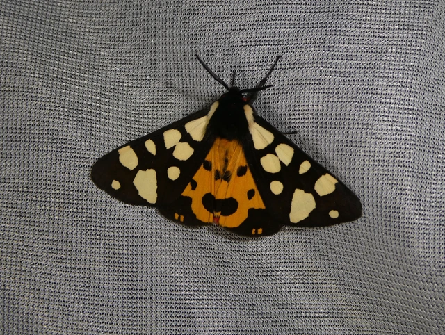 Arctia villica - fekete medvelepke
