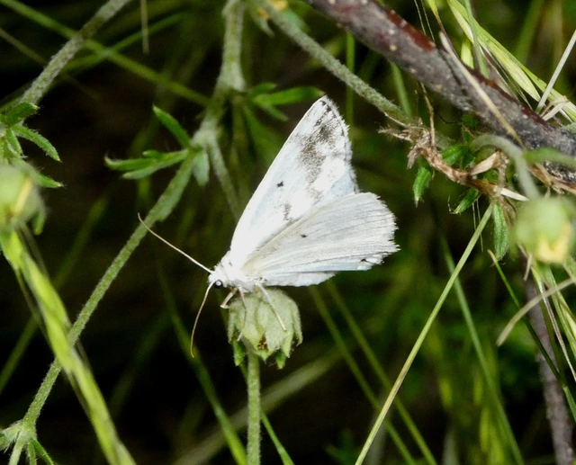 Lomographa temerata - foltos fehéraraszoló