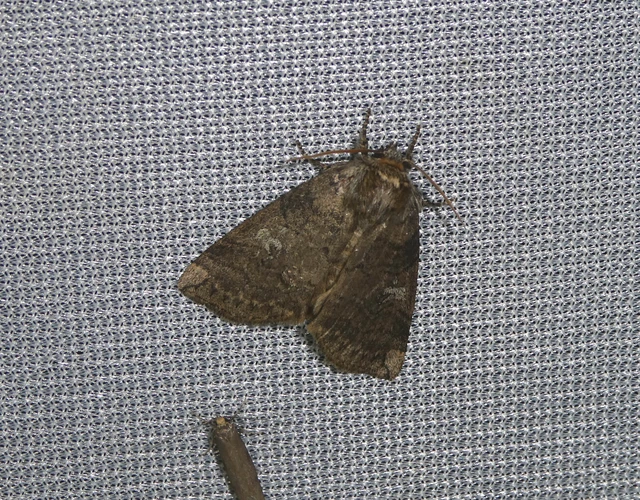Tethea or - bélyeges pihésszövő