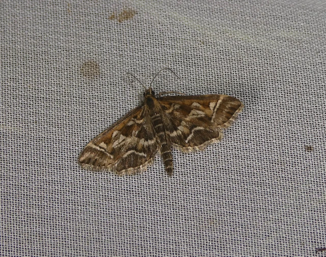 Diasemia reticularis - betűmintás tűzmoly