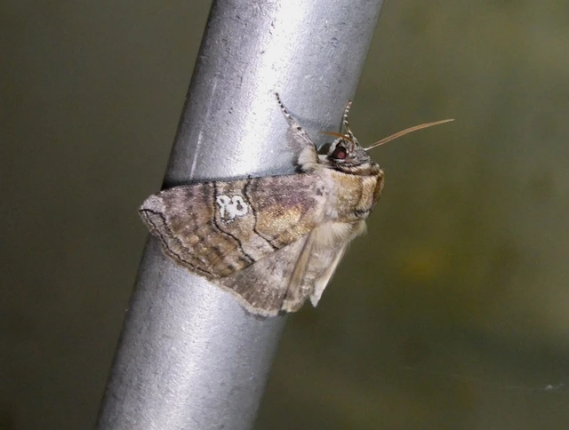 Tethea ocularis - pápaszemes pihésszövő