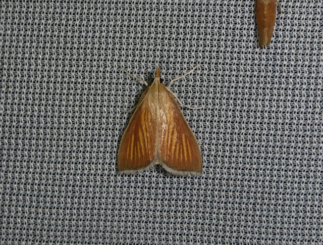 Nascia cilialis - sásrágó tűzmoly