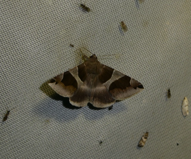 Dysgonia algira - déli porcelánbagoly
