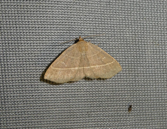 Trisateles emortualis - sárgacsíkos karcsúbagoly