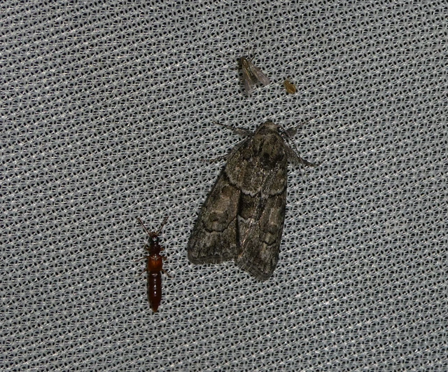 Cryphia fraudatricula - homoki zuzmóbagoly