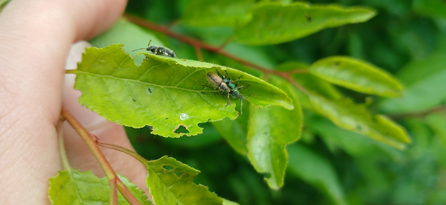Phyllobius betulinus - változékony levélormányos