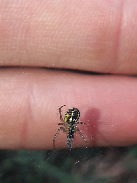 Mangora acalypha - réti keresztespók