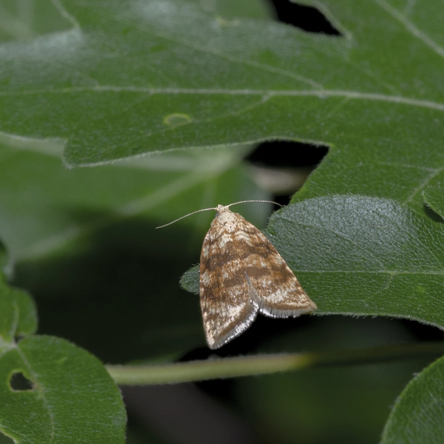Aleimma loeflingiana - tölgylevél-sodrómoly Aleimma loeflingiana - tölgylevél-sodrómoly