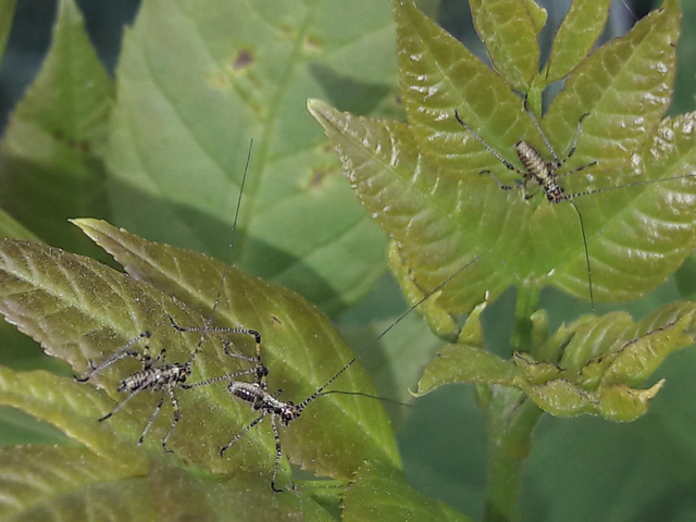 Phaneroptera