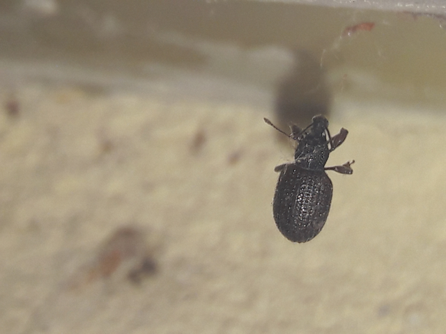 Otiorhynchus rugosostriatus - szamóca-gyalogormányos