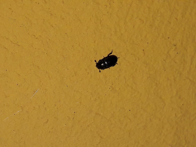 Meligethinae Meligethinae