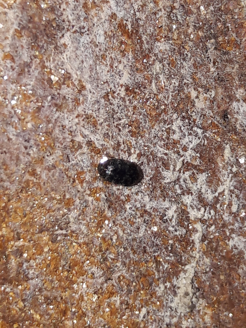 Trogoderma glabrum - fekete gabonaporva