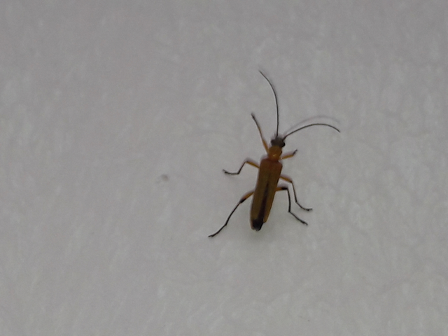 Oedemera podagrariae - székfű-álcincér