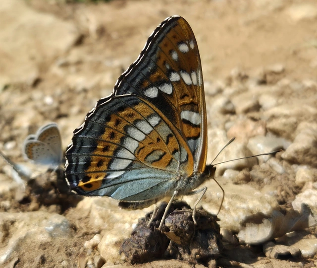 Limenitis populi - nagy nyárfalepke
