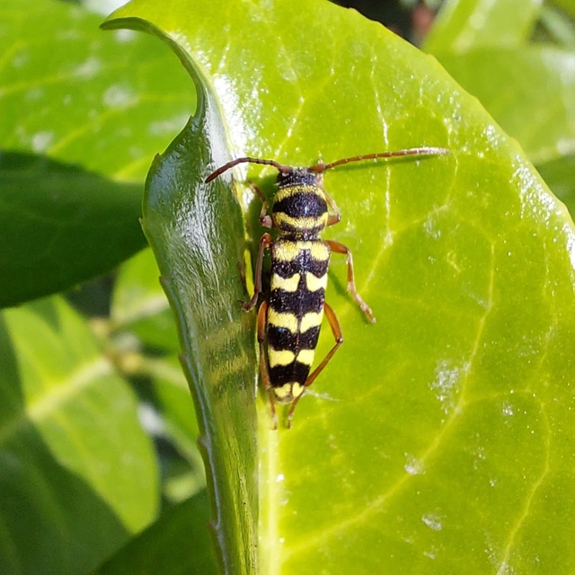Echinocerus floralis - lucerna-darázscincér