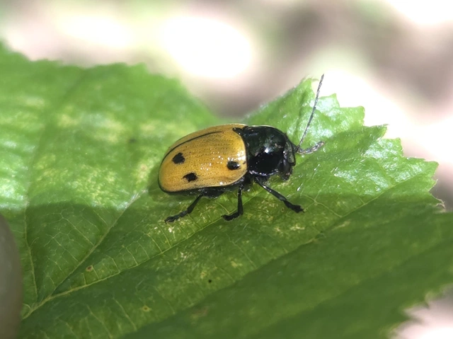 Cryptocephalus imperialis - daliás zömökbogár