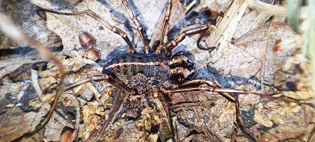 Opiliones - Kaszáspókok