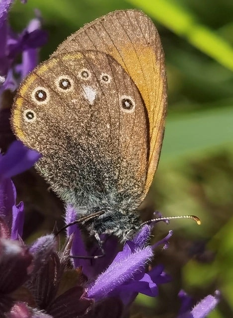 Coenonympha glycerion - közönséges szénalepke