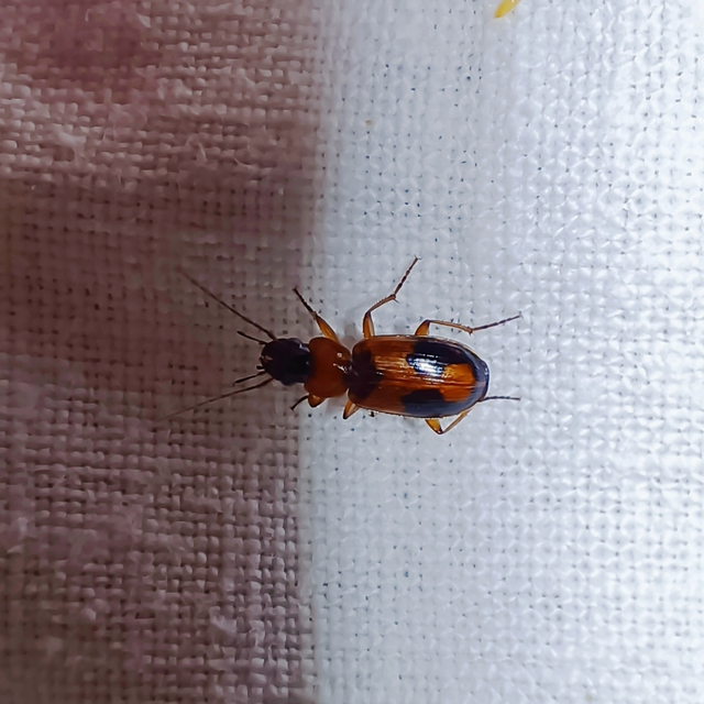Badister meridionalis - közönséges posványfutonc