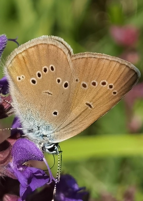 Cyaniris semiargus - aprószemes boglárka