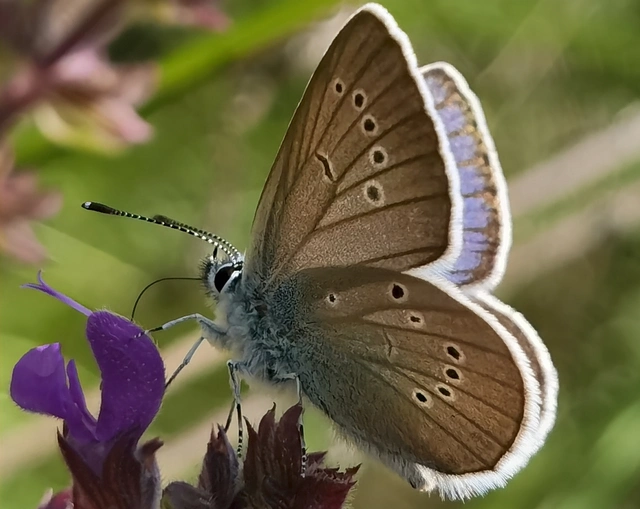 Cyaniris semiargus - aprószemes boglárka