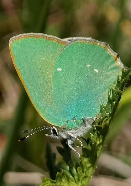 Callophrys rubi - zöldfonákú lepke