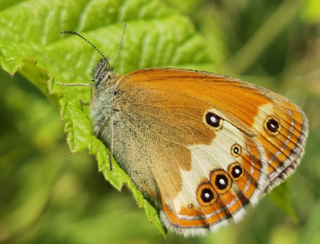 Coenonympha arcania - fehéröves szénalepke