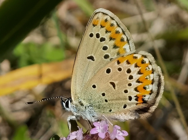 Plebejus idas - északi boglárka
