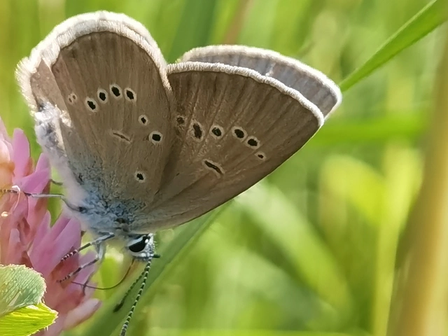 Cyaniris semiargus - aprószemes boglárka
