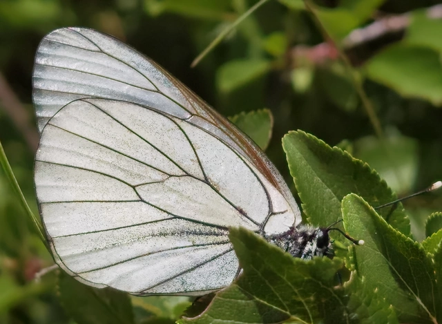 Aporia crataegi - galagonyalepke