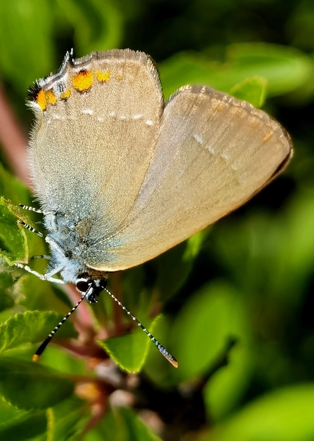 Satyrium acaciae - akác-csücsköslepke