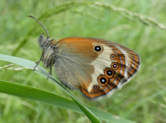 Coenonympha arcania - fehéröves szénalepke