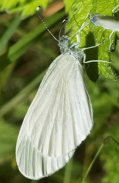 Leptidea sinapis - mustárlepke