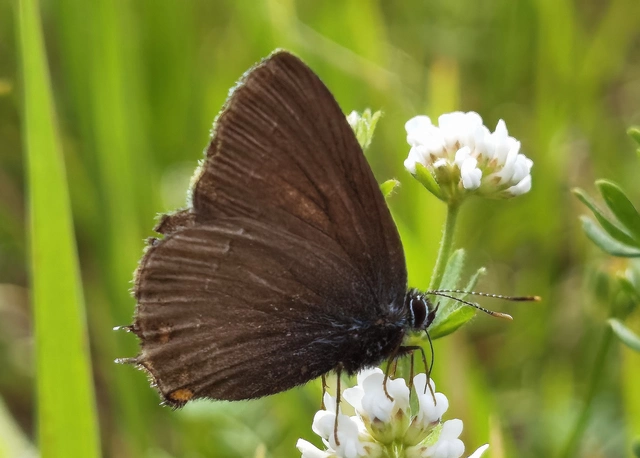 Satyrium ilicis - tölgyfa-csücsköslepke