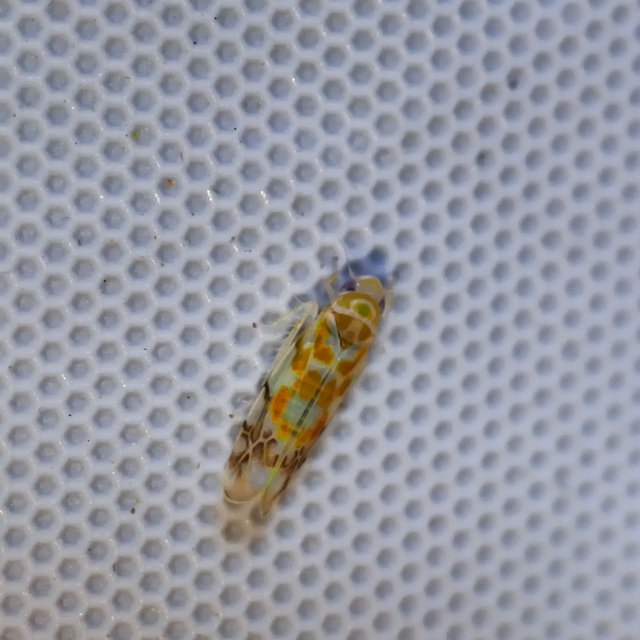 Typhlocyba quercus