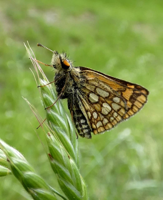 Carterocephalus palaemon - kockás busalepke