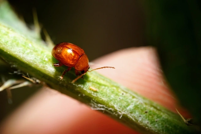 Sphaeroderma