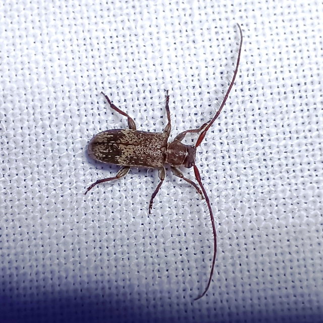 Exocentrus adspersus - tölgyfa-rőzsecincér