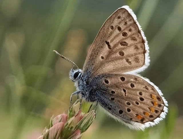 Pseudophilotes schiffermuelleri - apró boglárka
