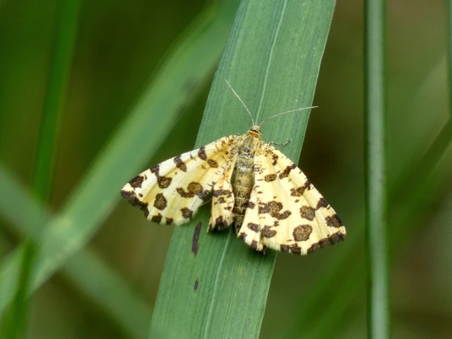 Pseudopanthera macularia - párducfoltos araszoló