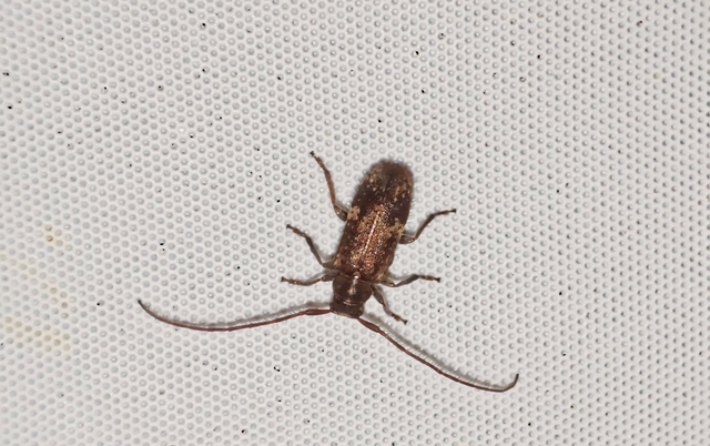 Exocentrus adspersus - tölgyfa-rőzsecincér