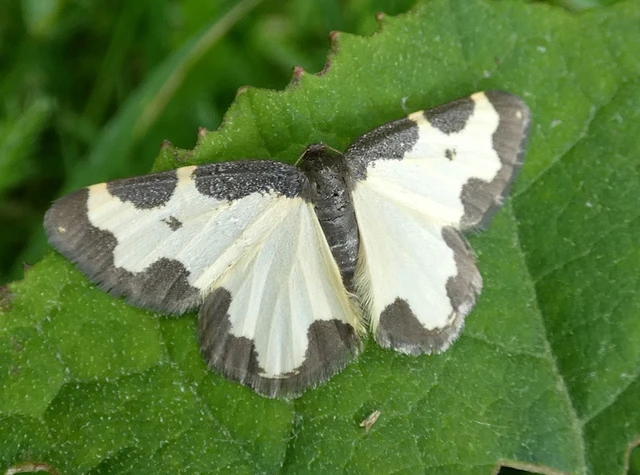 Lomaspilis marginata - szegélyes nyárfaaraszoló Lomaspilis marginata - szegélyes nyárfaaraszoló
