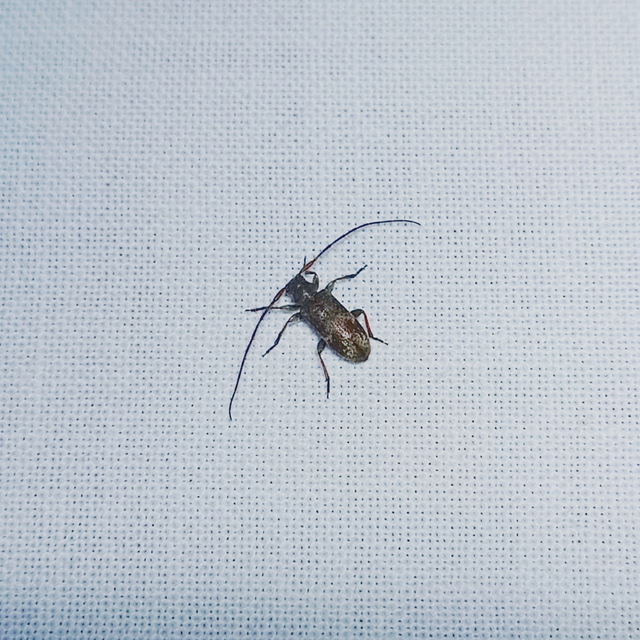 Exocentrus adspersus - tölgyfa-rőzsecincér