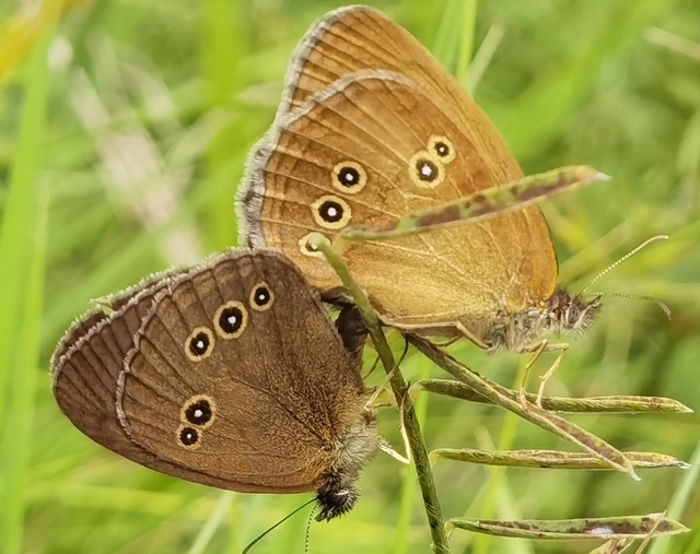 Aphantopus hyperanthus - közönséges ökörszemlepke
