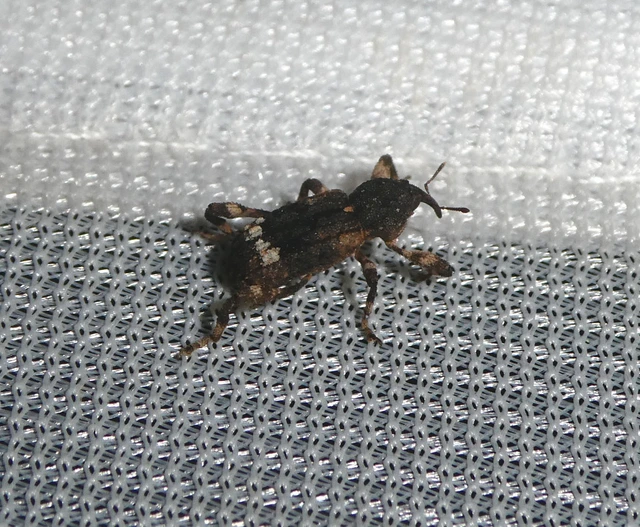 Camptorhinus statua - bordás holttettetős-ormányos