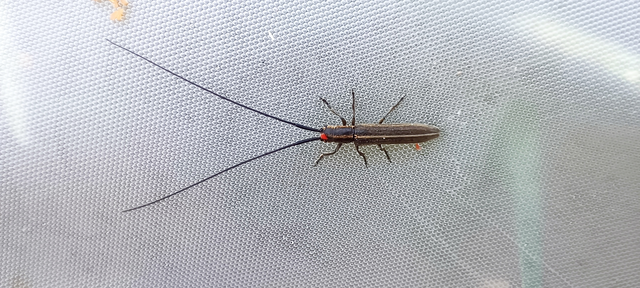 Calamobius filum - hosszúcsápú szalmacincér