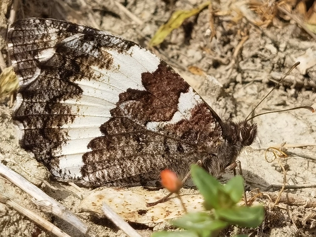 Brintesia circe - fehéröves szemeslepke