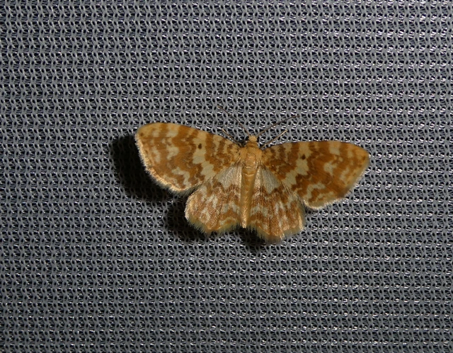 Hydrelia flammeolaria - narancssárga araszoló