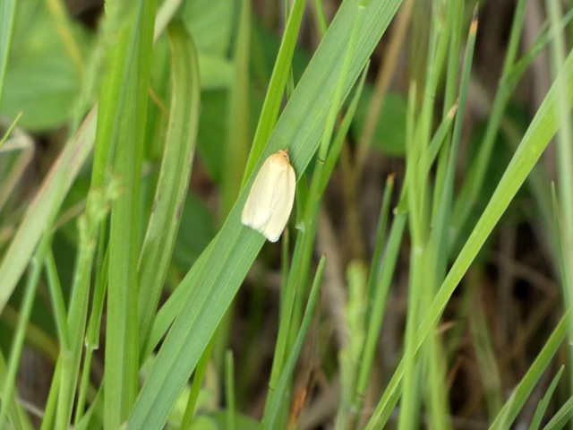 Aphelia paleana - sápadt sodrómoly
